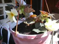 17.4.2010 020.webp