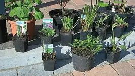 für Beet und Teich_klein.webp