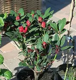Rhodi_klein.webp