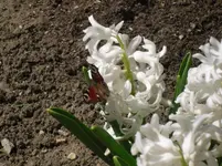 17.4.2010 011.webp