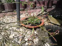 17.4.2010 031.webp