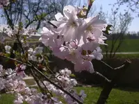 17.4.2010 007.webp