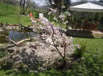 17.4.2010 005.webp