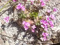 17.4.2010 010.webp