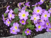 003.webp