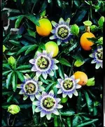 Passi blau.webp