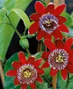 Paai rot.webp
