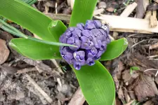 Hyazinthe.webp