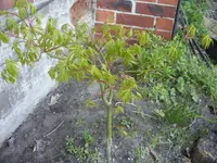 Fotos 037.webp
