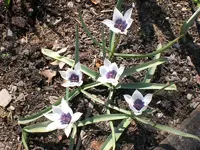 Garten April 2 041.webp