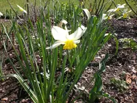 Garten April 2 042.webp
