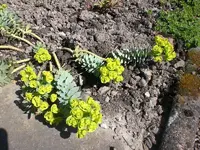 Garten April 2 044.webp