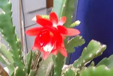 IMGP3076 - 2010-04-18 - epiphyllum rot Winterquartier.webp