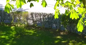 Ligusterhecke.webp