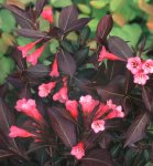 Weigela WBloom2.jpg