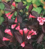 Weigela WBloom2.webp