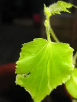 Salatgurke.webp