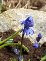 IMGP2323.webp