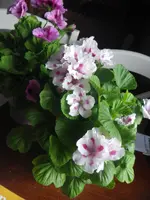IMGP2105.webp