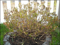 2010-04-18_azalee.webp