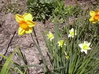18.4.2010 004.webp