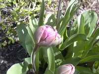 18.4.2010 012.webp