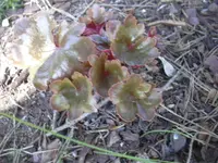 18.4.2010 005.webp