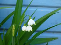 P1010576.webp