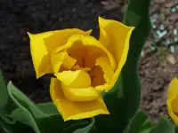 P1010548.webp