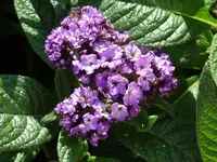 P1010560.webp