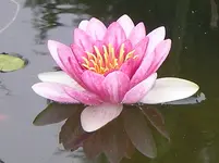 SANY0100Teichrose.webp