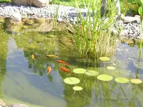Teich im Sommer 2.webp