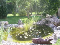 Teich im Sommer 3.webp