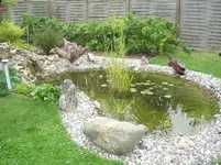 Teich im Sommer 4.webp