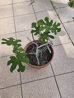 Feige Schnitt 1.jpg