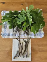 Feige Stecklinge.webp