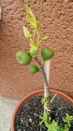 IMG_20180401_132232299.jpg