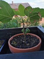 IMG_20220510_175635.jpg