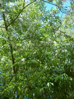 DSC08245.jpg