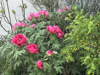 IMG_6757.jpeg