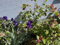 IMG_6853.jpeg