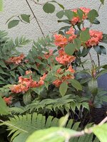 IMG_6869.jpeg