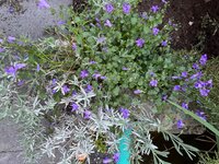 IMG_6897.jpeg