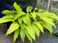 IMG_6888.jpeg