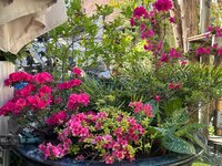 IMG_6880.jpeg