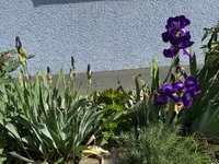 IMG_6851.jpeg