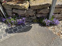 IMG_6850.jpeg