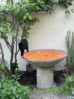IMG_6841.jpeg