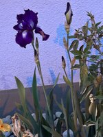 IMG_6822.jpeg