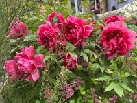 IMG_6763.jpeg